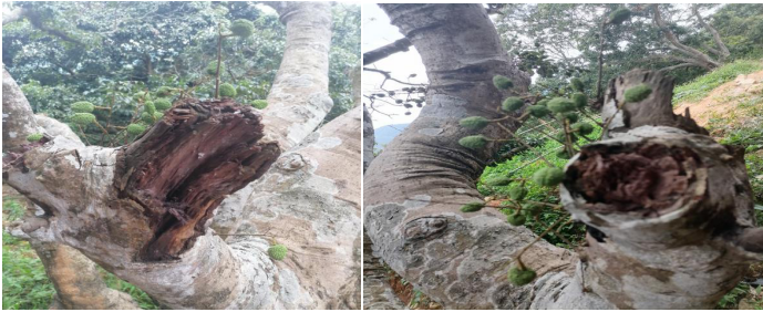 Create ecological health, maintain biodiversity and promote harmony between man and nature